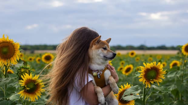 8-tips-for-taking-your-dog-on-vacation