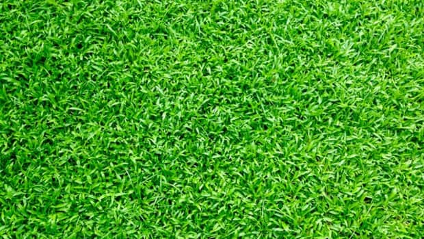 common-mistakes-to-avoid-when-laying-turf