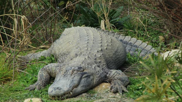 Giant Alligator Invades Florida Golf Course As Players Look On Wanderwisdom News 5060