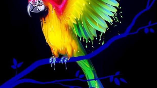 magic-parrot