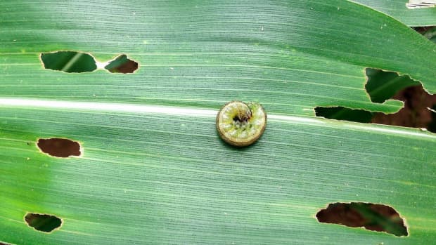 how-to-control-fall-armyworm-in-maize-in-5-ways