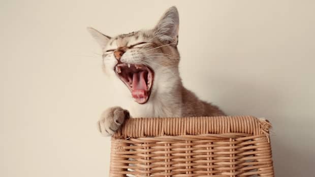 why-does-my-cat-yawn-at-me