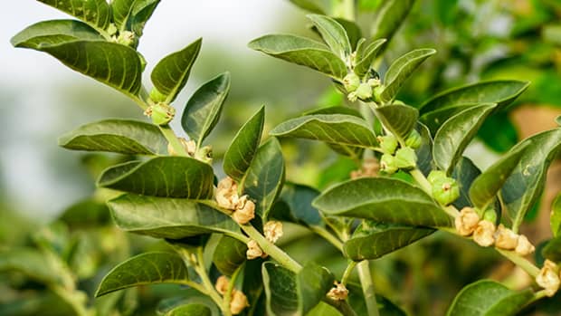 facts-about-ashwagandha-you-need-to-know
