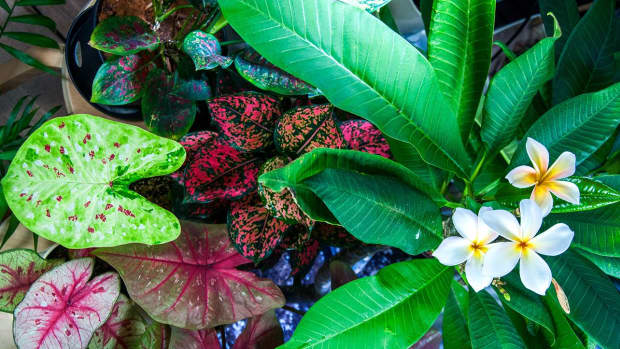 how-to-successfully-grow-tropical-houseplants
