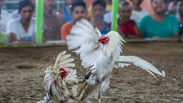 the-popularity-of-cockfighting