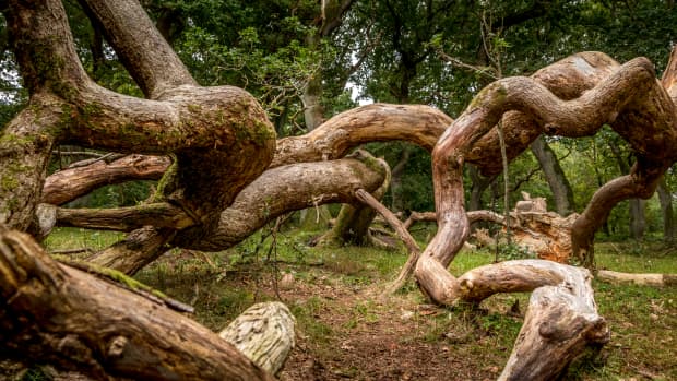 the twisted branches of an oak in the forest