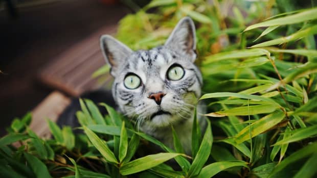 plants-that-are-toxic-to-cats-and-what-to-do-if-your-cat-eats-them