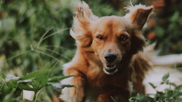 plants-that-cause-hives-in-dogs