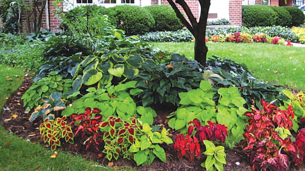 many-plants-are-grown-for-their-colorful-foliage