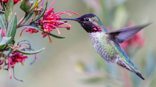 attracting-hummingbirds-with-native-plants