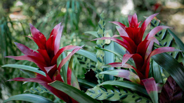 bromeliads-an-interesting-plant-with-a-myriad-of-unique-features