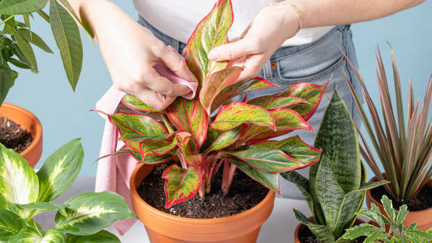 common-houseplant-pests-and-treatment