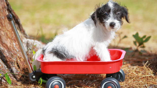 dog-strollers-5-awesome-ways-they-improve-your-dogs-life