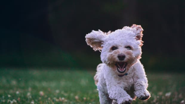 top-10-small-dog-breeds-for-first-time-owners