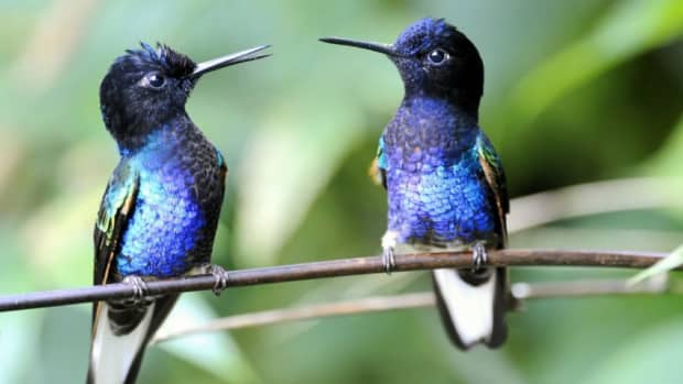 do-hummingbirds-like-begonias