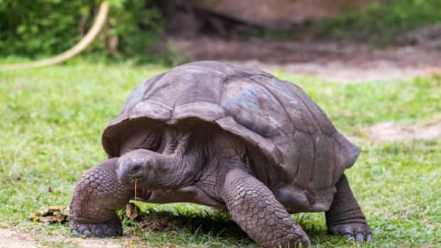 tortoise-and-the-other-animals