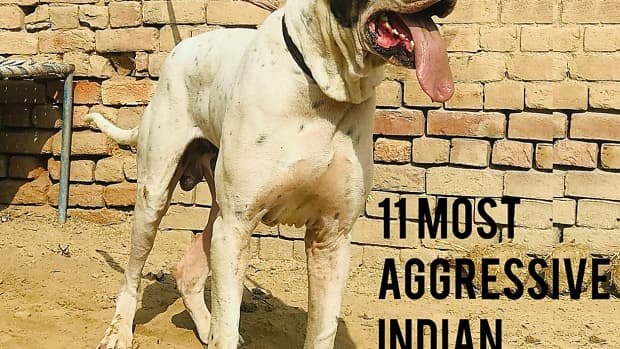 7-most-aggressive-indian-dog-breed