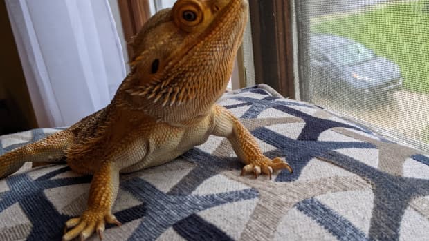 Here's How To Care For Your Beloved Bearded Dragon – The Critter Depot