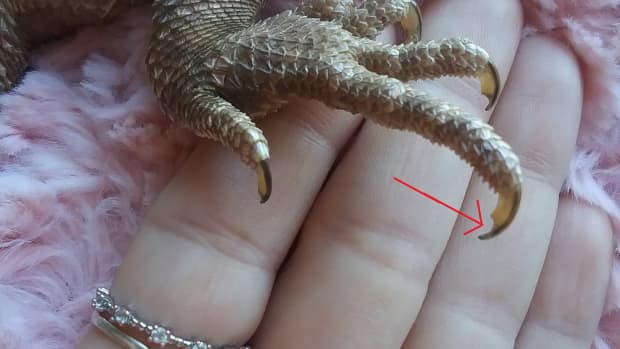 how-to-cut-bearded-dragon-nails