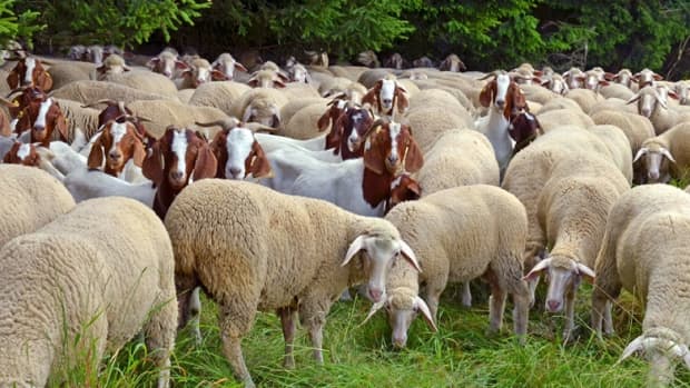 are-we-sheep-or-our-we-goats