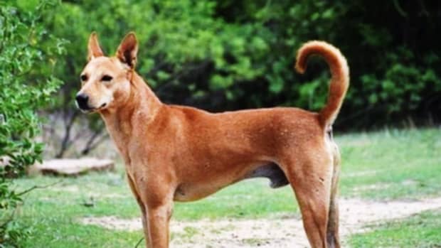 indian-desi-or-indian-pariah-dog-breed-information-facts-and-characteristics