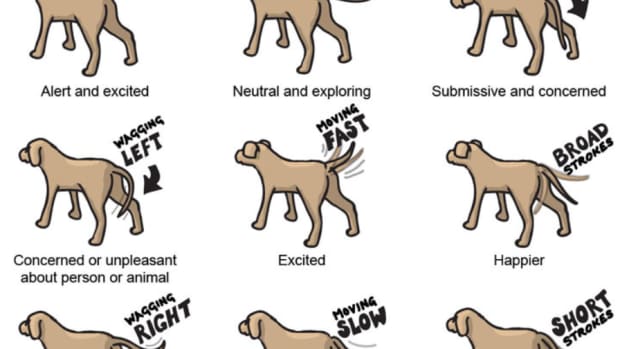 understanding-the-body-language-of-small-dogs