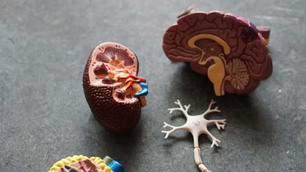 can-alzheimers-specific-biomarkers-identification-in-body-fluids-represent-a-useful-tool-for-prevention-medicine