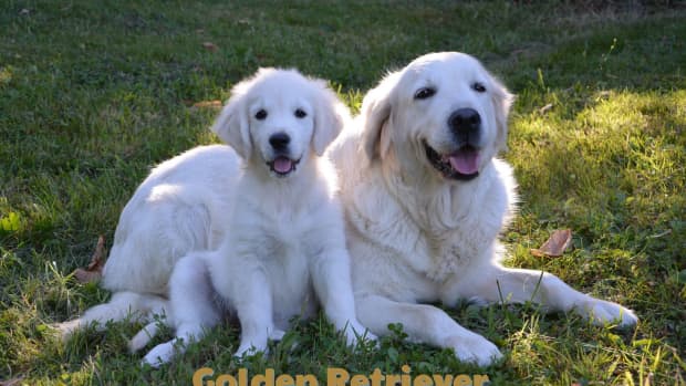 Dodger Blue  Golden retriever names, National league, Dodgers