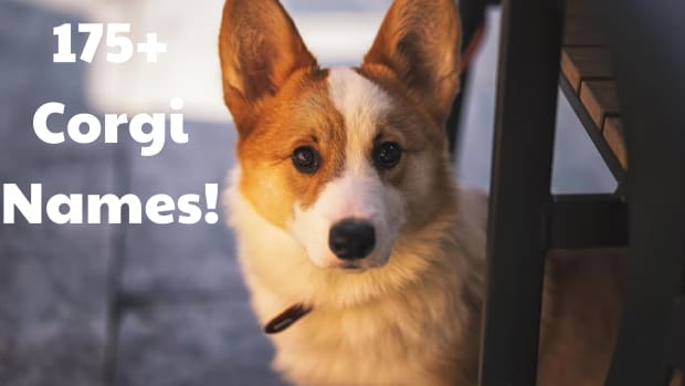 175-corgi-dog-names-with-meanings
