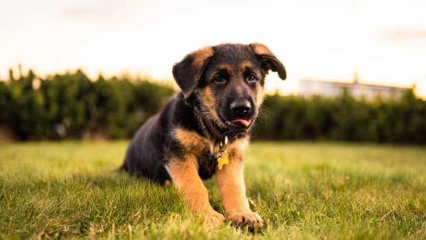 A Guide to German Shepherd Therapy Dogs - PetHelpful