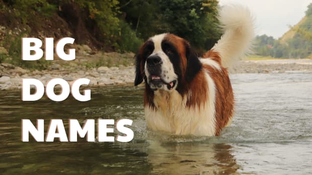 300-big-dog-names-with-meanings