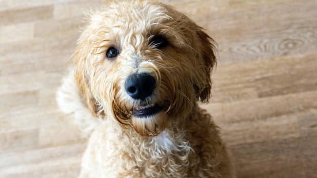 What to Know About Owning a Labradoodle - PetHelpful