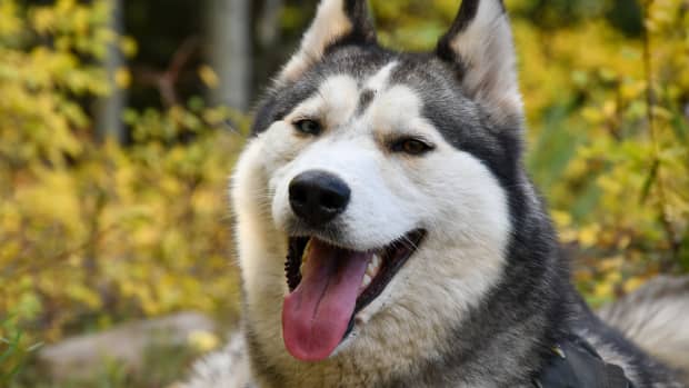 300-husky-dog-names-with-meanings