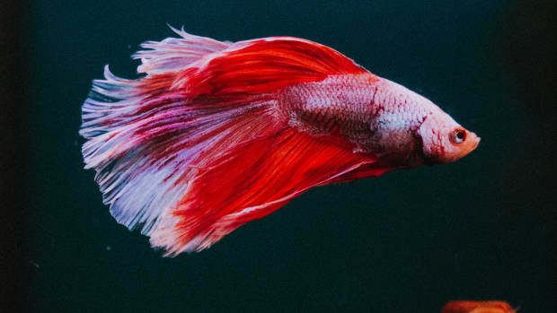 5 Betta Fish Myths, Mistakes, and Misconceptions - PetHelpful