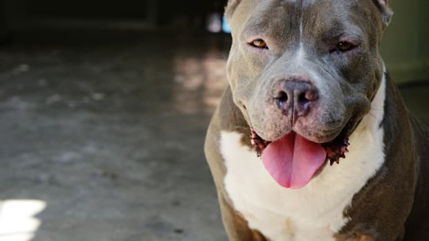 10-breeds-most-commonly-mistaken-for-pit-bulls