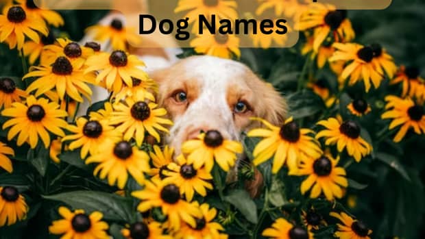 150-beautiful-flower-names-for-dogs