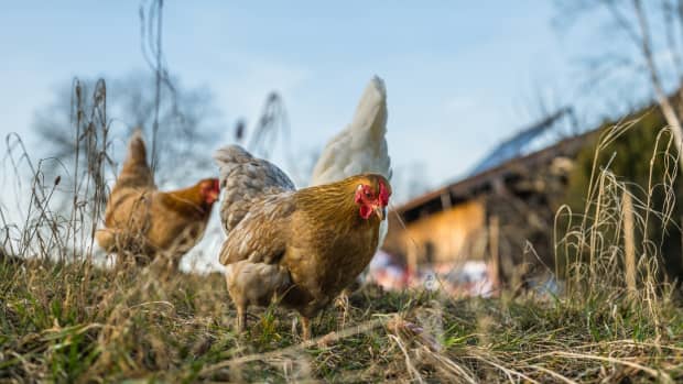 Building a Foundation Flock to Raise Backyard Chickens - PetHelpful