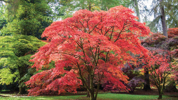 how-to-plant-and-cultivate-a-japanese-maple-tree