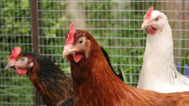 Building a Foundation Flock to Raise Backyard Chickens - PetHelpful