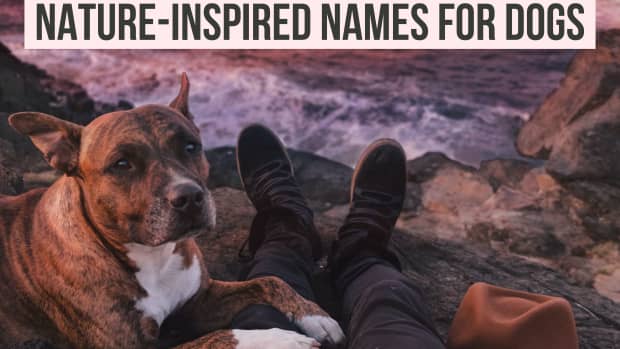 Unique Puppy Girl Names & Their Meanings – BETTY & BUTCH®