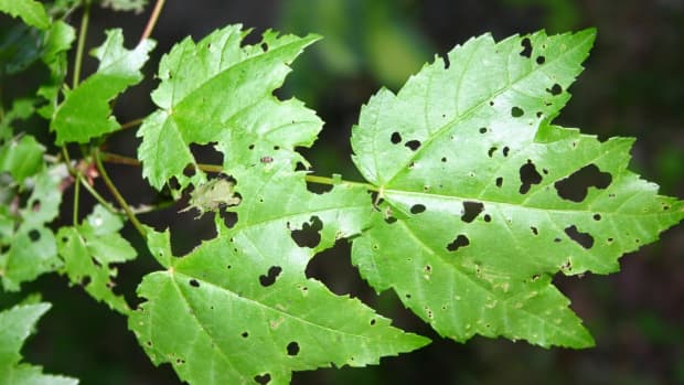 Leaf Galls: Ugly Bumps and Spikes on Tree Leaves - Dengarden