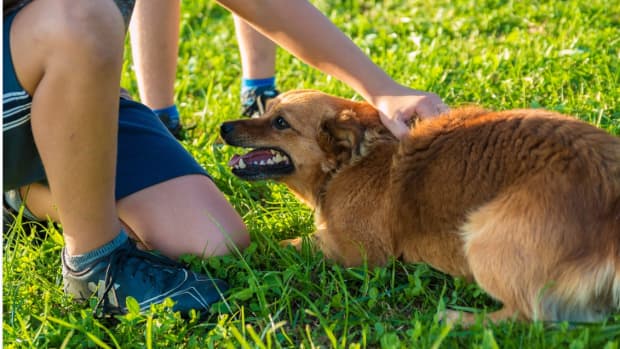 Why Is Your Dog Biting His Tail And Chewing His Butt? A Vet Explains -  DodoWell - The Dodo