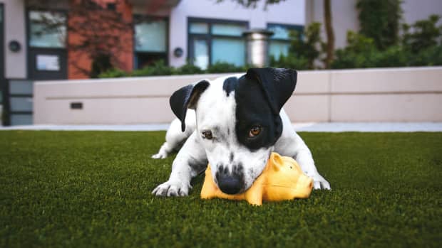 7 Best, Toughest Dog Toys for Bullies and Other Hard Chewers - PetHelpful