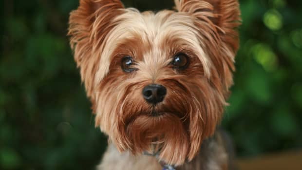125+ Beautiful Dog Names Inspired by Jewels and Gemstones - PetHelpful