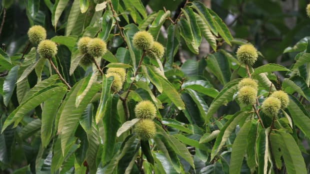 chinese-chestnut-tree-facts-uses-and-planting-tips
