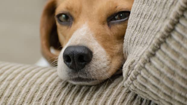 Symptoms of Separation Anxiety In Dogs - Venngage