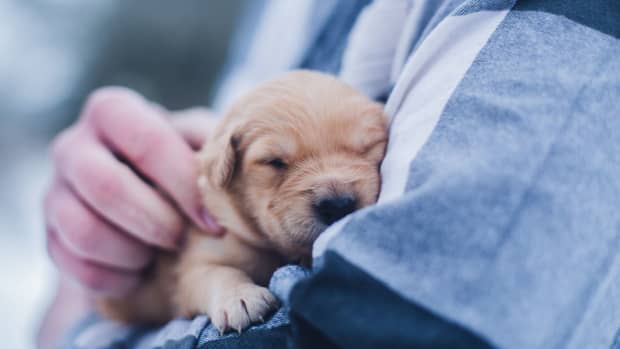 How to Set up a Whelping Box and Whelp Puppies Successfully - PetHelpful