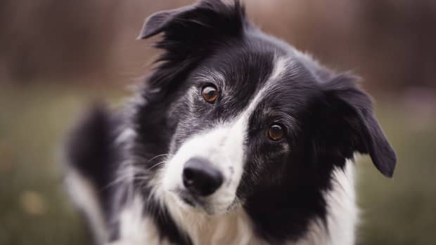 Pros and Cons of Choosing a Border Collie as a Pet - PetHelpful