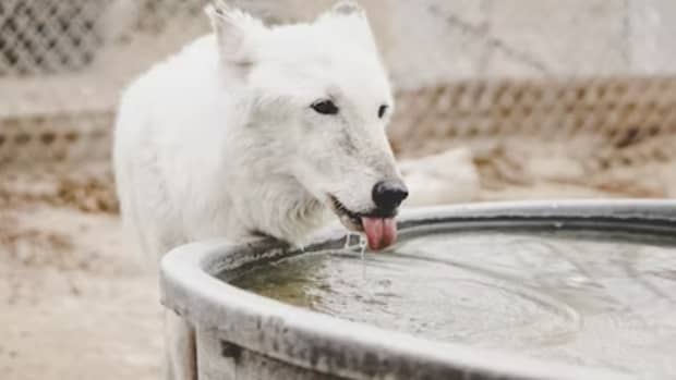 The Best Self-Refilling Water Bowls for Dogs - PetHelpful