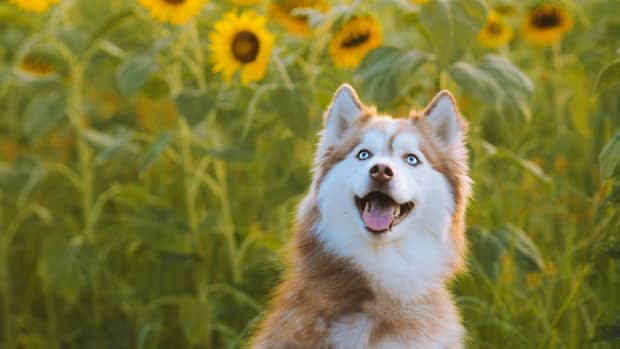 15 Pros And Cons Of Owning Siberian Huskies - PetHelpful